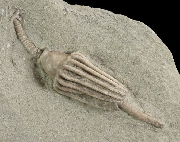 Nice, Crinoid (Macrocrinus) Fossil - Crawfordsville, Indiana #78257